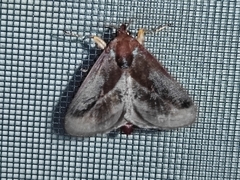 Phocoderma