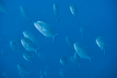 Ferdauia orthogrammus