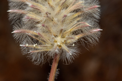 Ptilotus nobilis