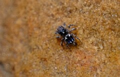 Maratus constellatus