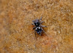 Maratus constellatus