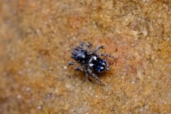 Maratus constellatus