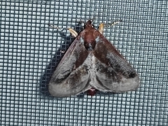 Phocoderma