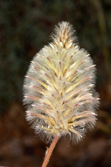 Ptilotus nobilis