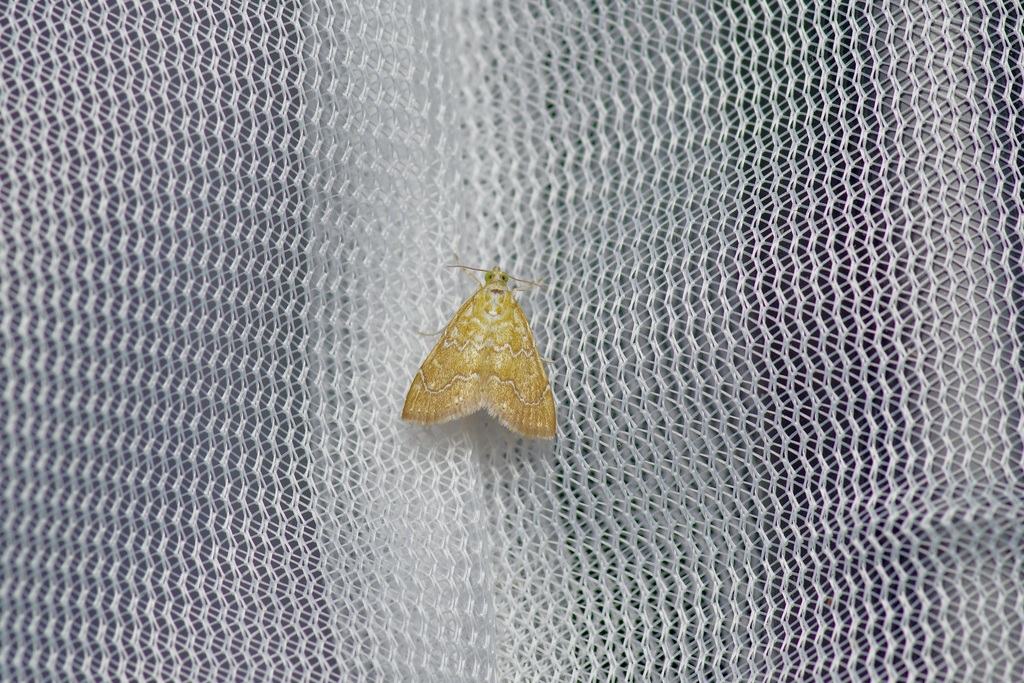White-roped Glaphyria
