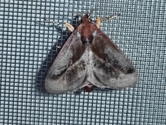 Phocoderma