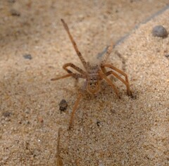 Holconia nigrigularis