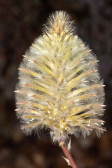 Ptilotus nobilis