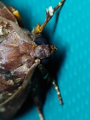 Phocoderma