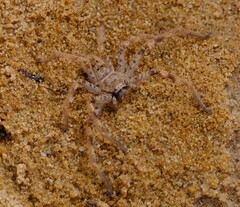 Holconia nigrigularis