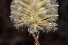 Ptilotus nobilis