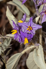 Solanum quadriloculatum