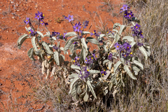 Solanum quadriloculatum