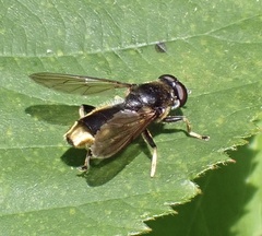 Xylota sylvarum