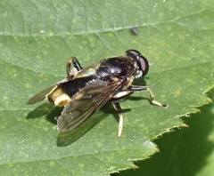 Xylota sylvarum