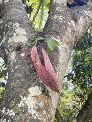 Saraca thaipingensis