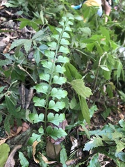 Asplenium cuneatiforme