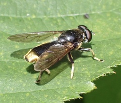 Xylota sylvarum