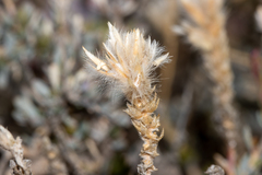 Ptilotus whitei