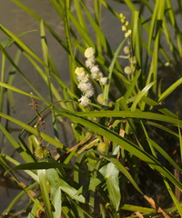 Sagittaria sagittifolia