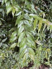 Coptosapelta diffusa