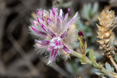 Ptilotus whitei