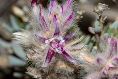 Ptilotus whitei