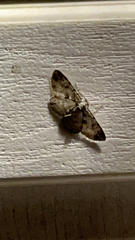 Idaea seriata