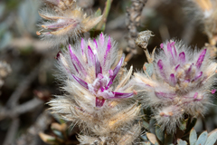 Ptilotus whitei