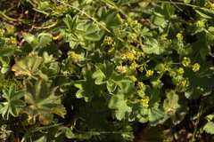 Alchemilla exilis