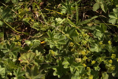 Alchemilla exilis