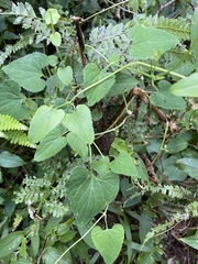 Codonopsis javanica japonica