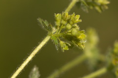 Alchemilla exilis