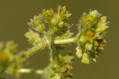 Alchemilla exilis