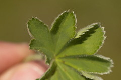 Alchemilla exilis
