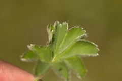 Alchemilla exilis