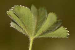 Alchemilla exilis