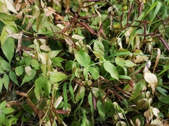 Lathyrus vernus