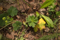 Alchemilla monticola