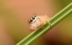 Phidippus princeps