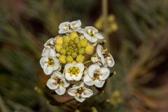 Arabidella glaucescens