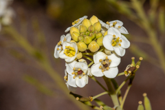 Arabidella glaucescens