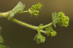 Alchemilla monticola