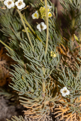 Arabidella glaucescens