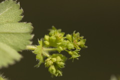 Alchemilla monticola