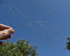 Panicum seminudum