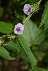 Ipomoea eriocarpa