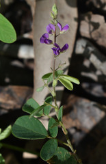 Pycnospora lutescens