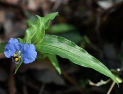 Commelina ensifolia