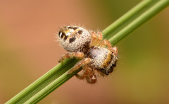 Phidippus princeps